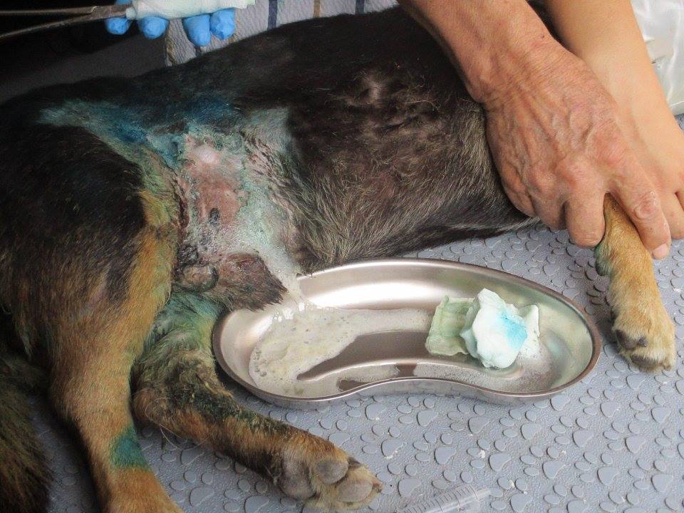 Medizinische Versorgung von rumänischem Straßenhund