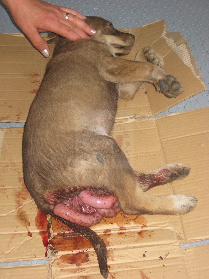 Angefahrener und verletzter Straßenhund Rumänien